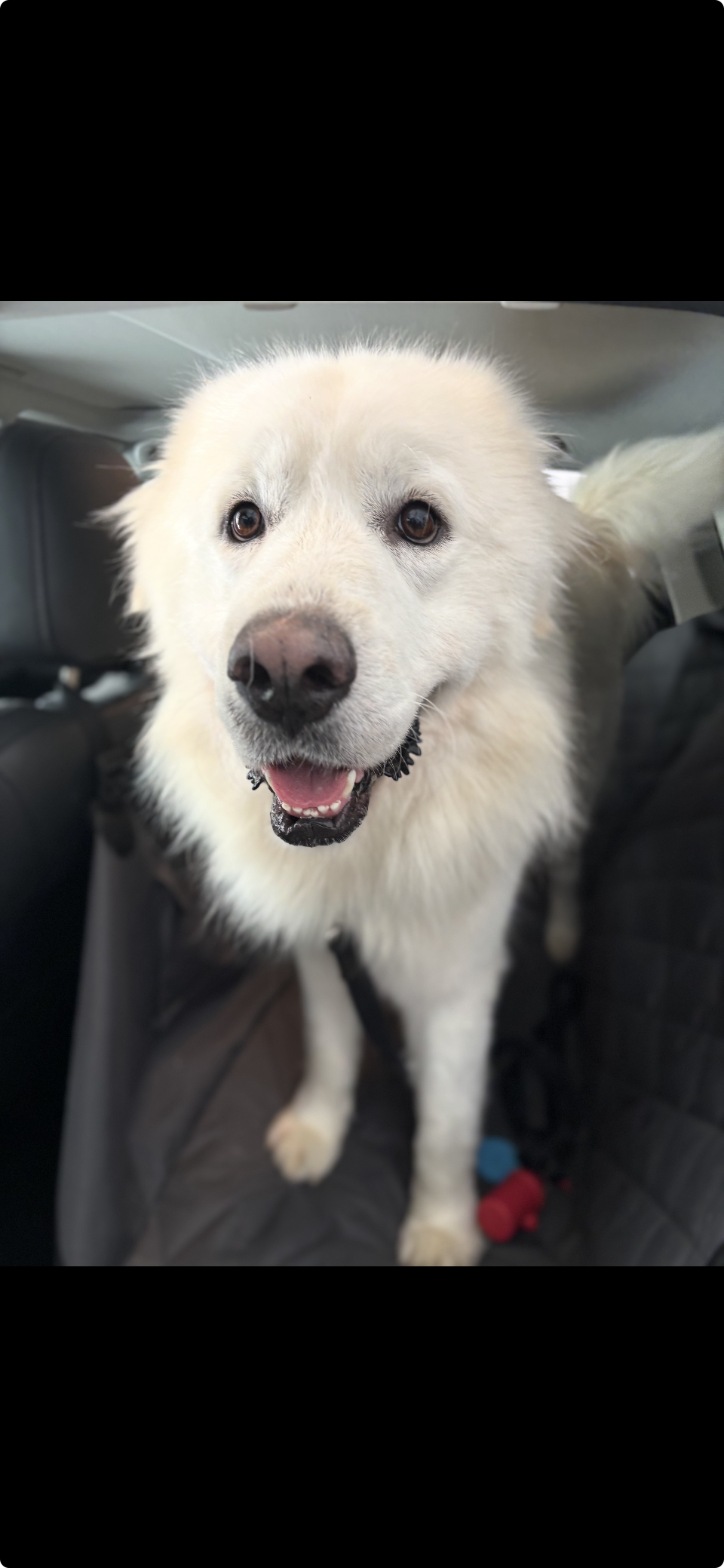 Teddy Fluff